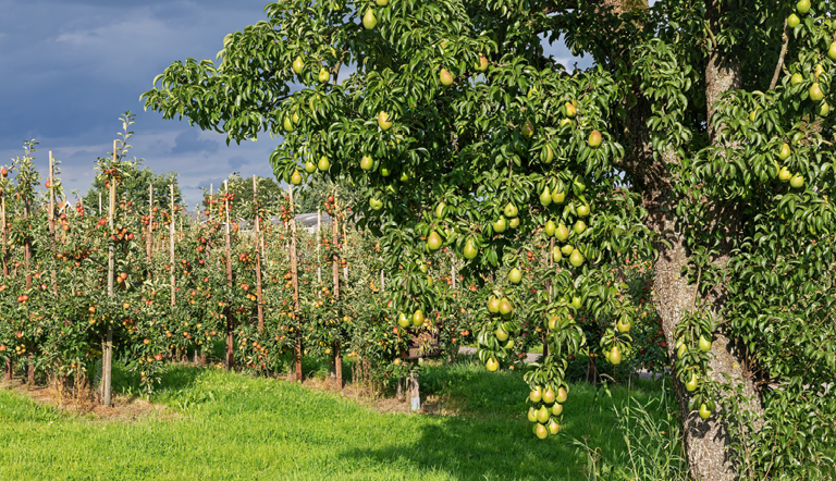Pear tree on a farm