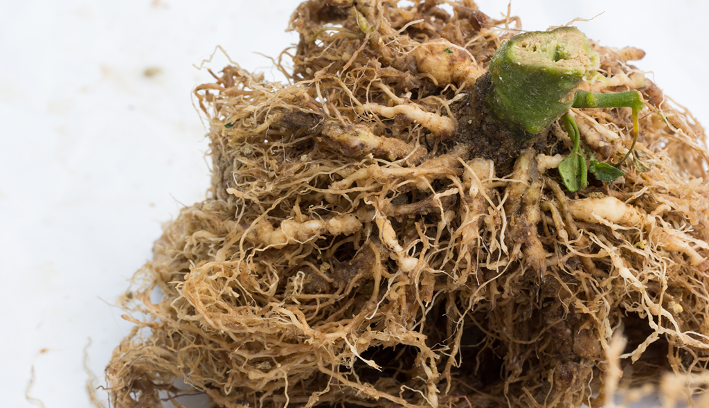 Plant parasitic nematodes on tomato roots