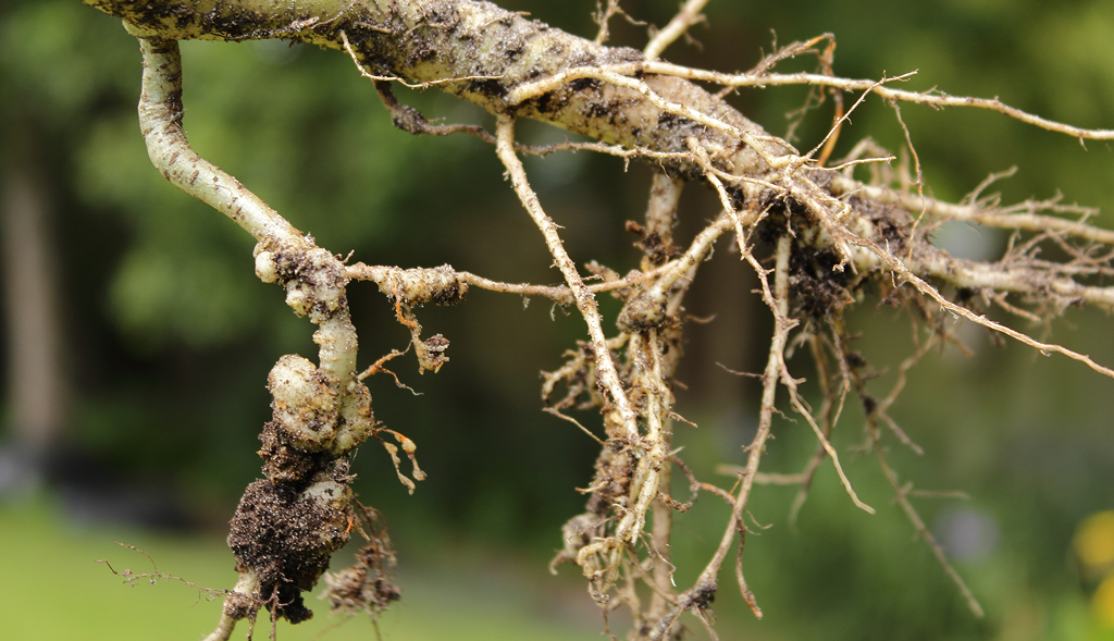 Root knot nematode