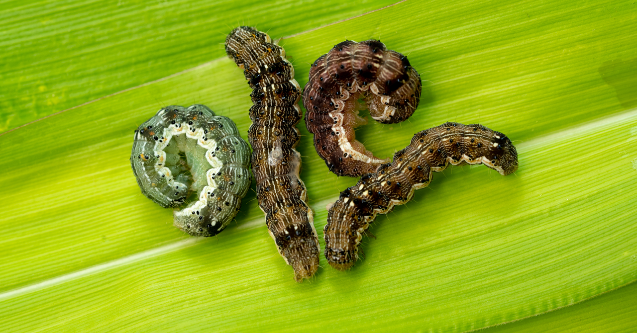 Cotton bollworm, corn-earworm or african bollworm
