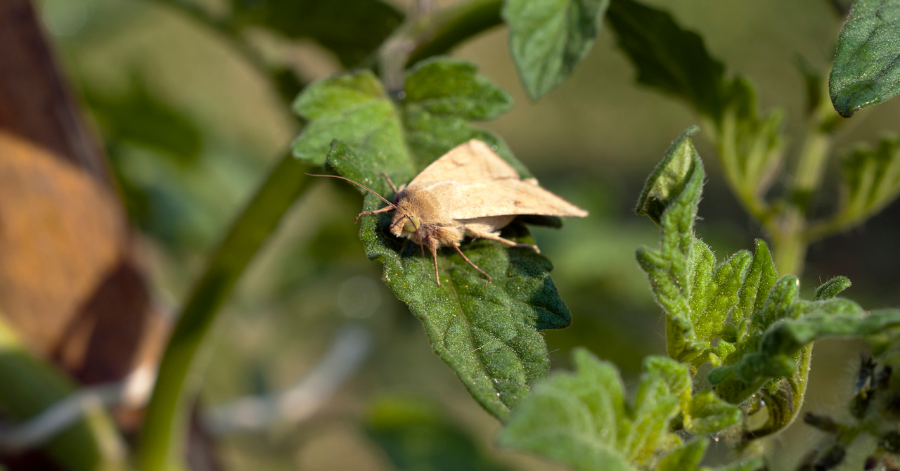 Bollworm moth