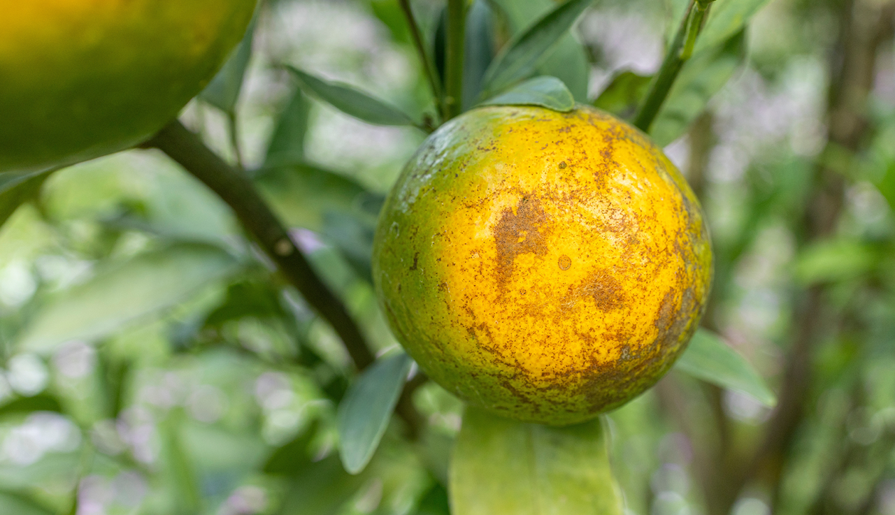citrus fruit with brown russeted and stippled surface scarring from citrus thrips