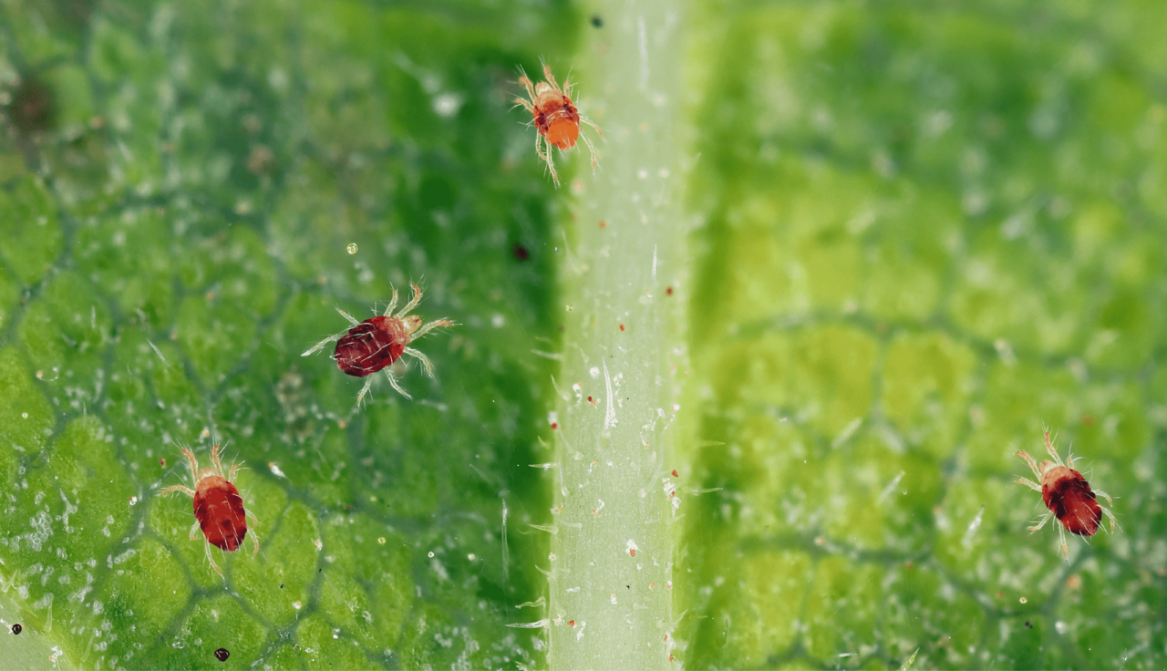 close up of red spider mites on a leaf infested plants