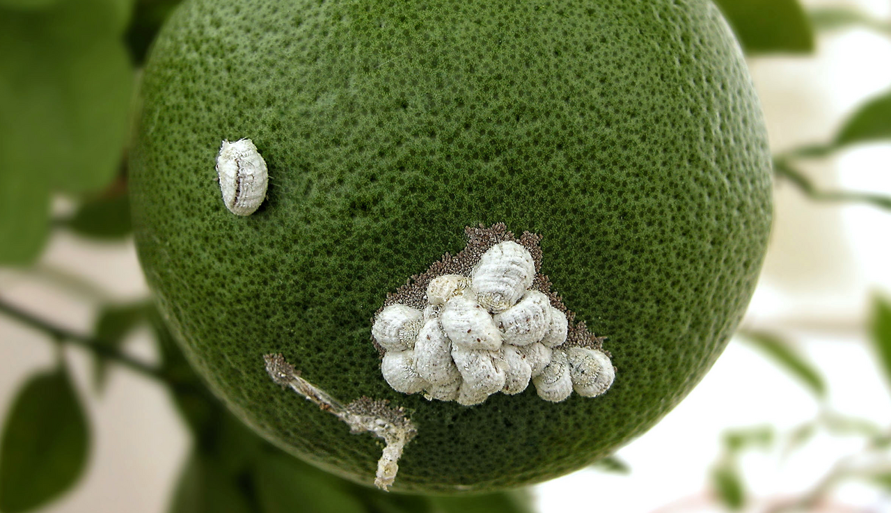 identifying mealybug laying eggs on citrus fruits