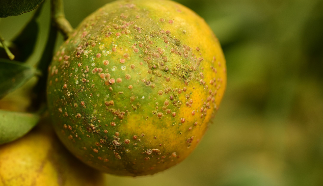 identifying red scale on a citrus fruit