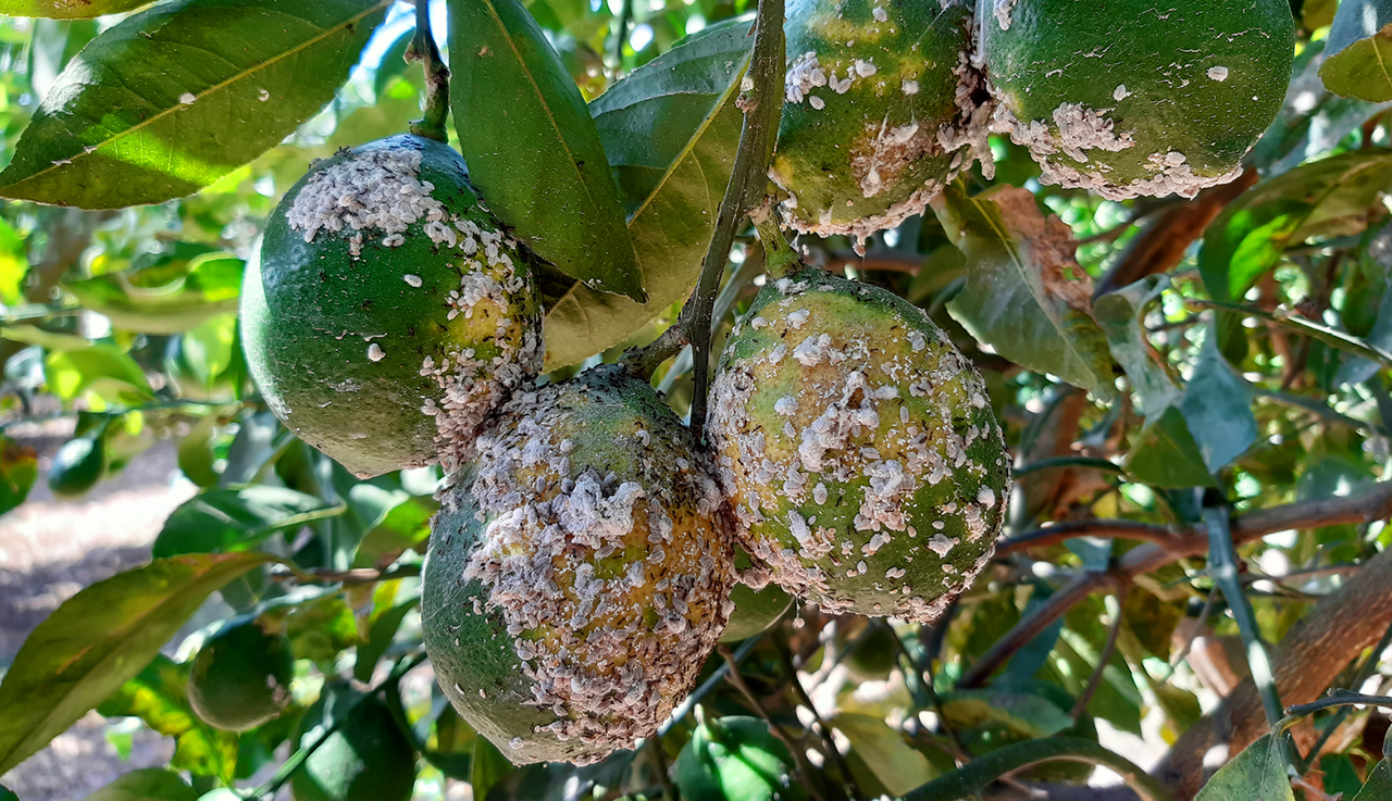infestation of mealybugs clustered on young unripe citrus fruit