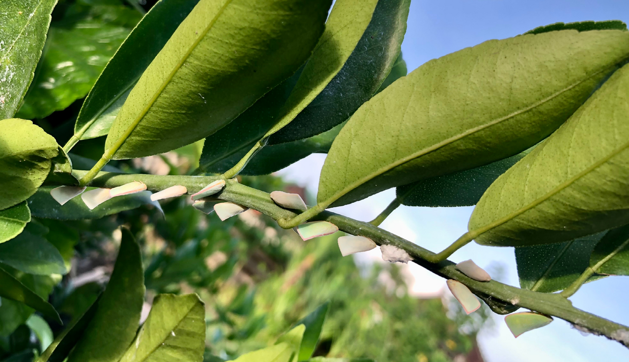 mealybugs on a branch of a citrus tree