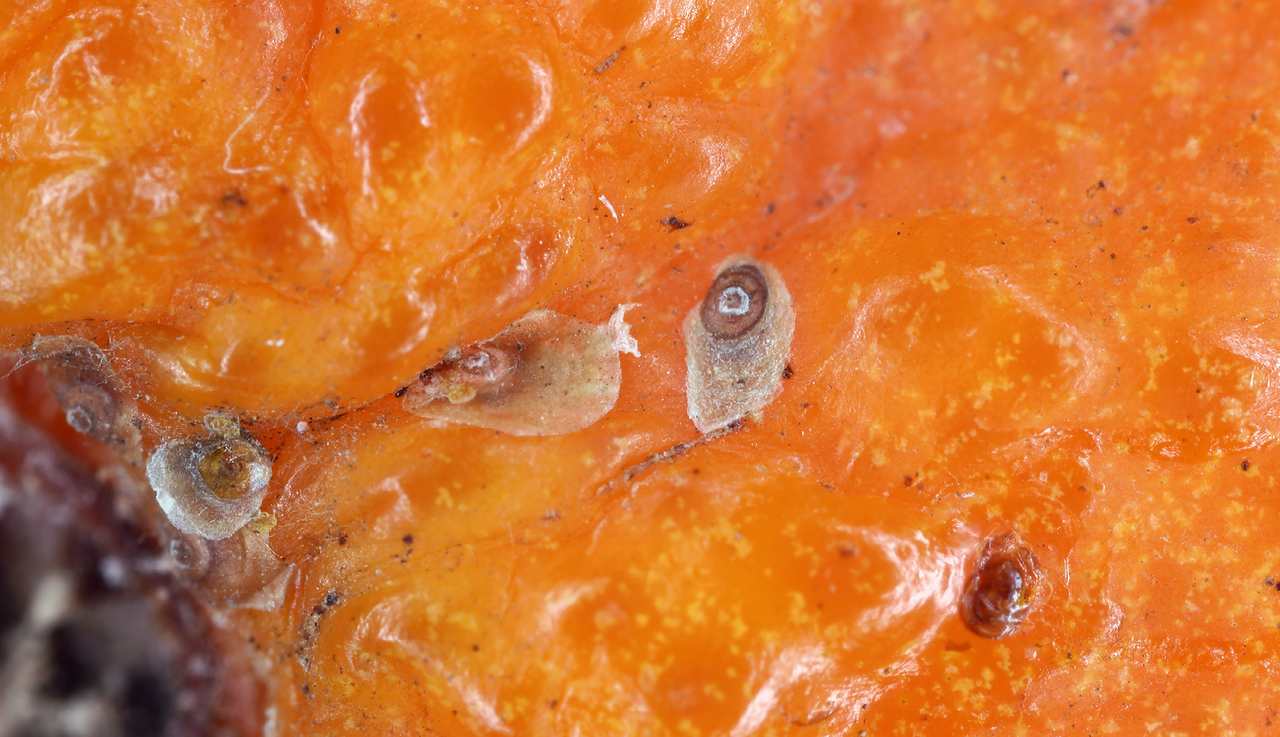 red scale insects on a citrus fruit orange or tangerine
