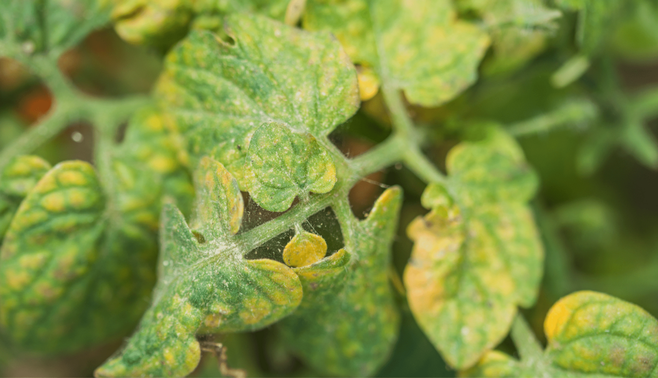 red spider mites on tomatoes leaves with yellow discoloration damage from spider mites