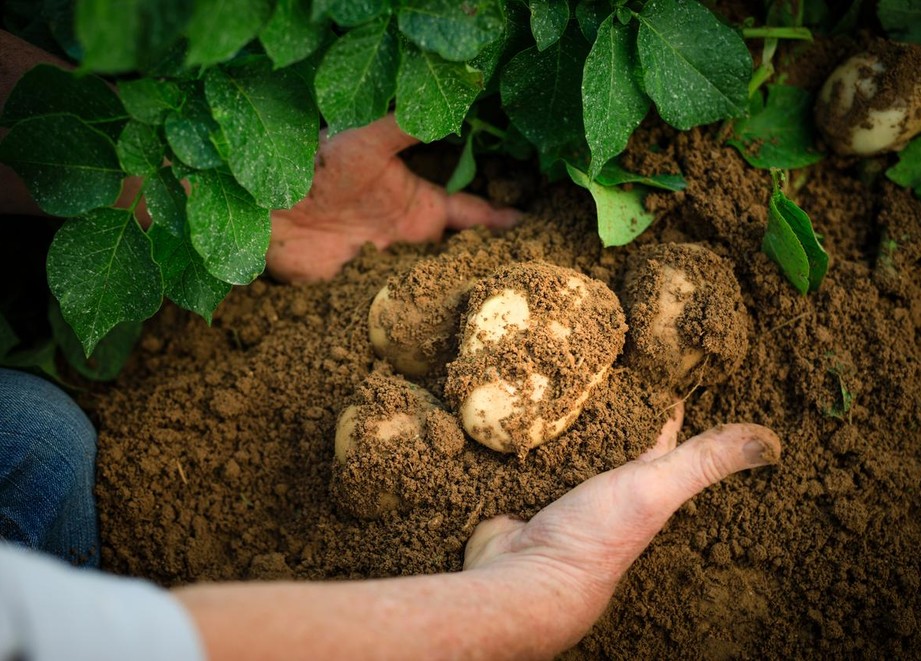potatoes_up_close