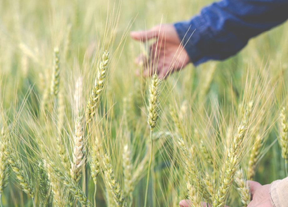 Wheat field