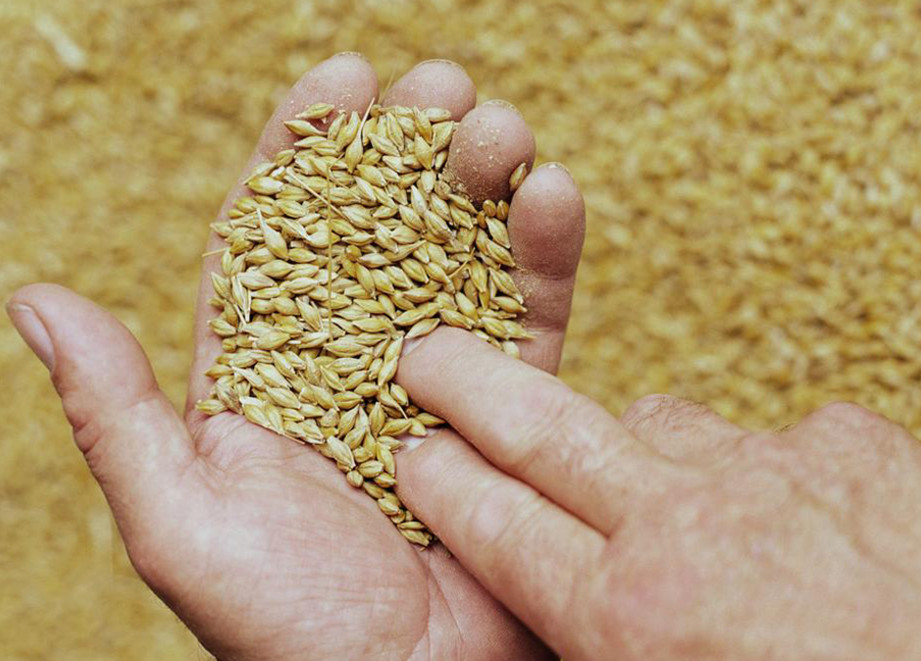 Barley Grains