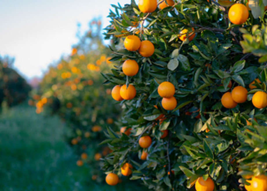 Citrus Tree with fruit