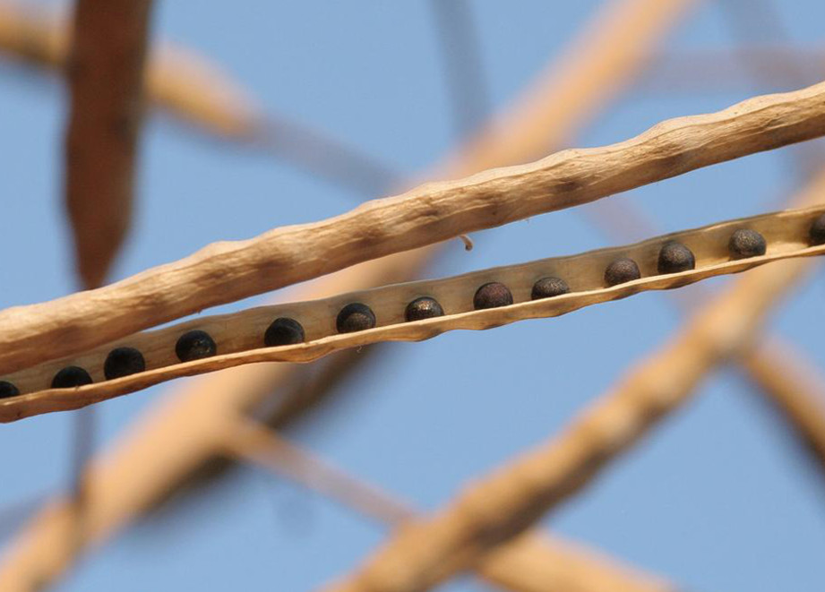 Canola