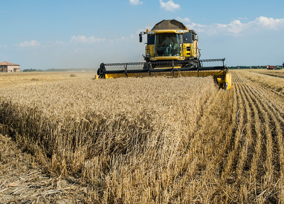 Wheat Farming