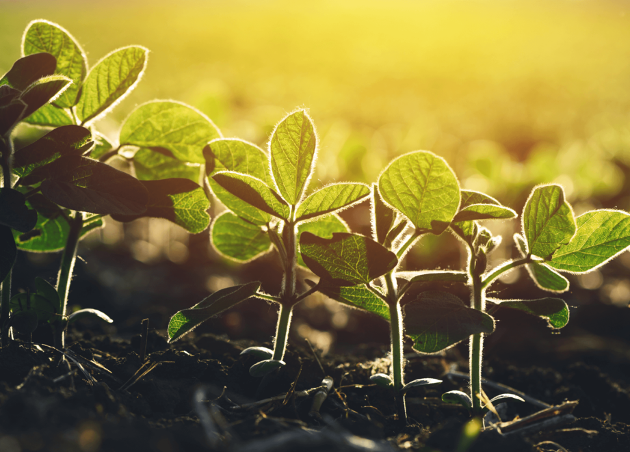 Plant shoots