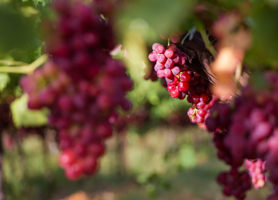 Bunch of red grapes on the vine