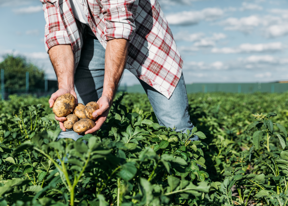 Farmer looking at potatoes