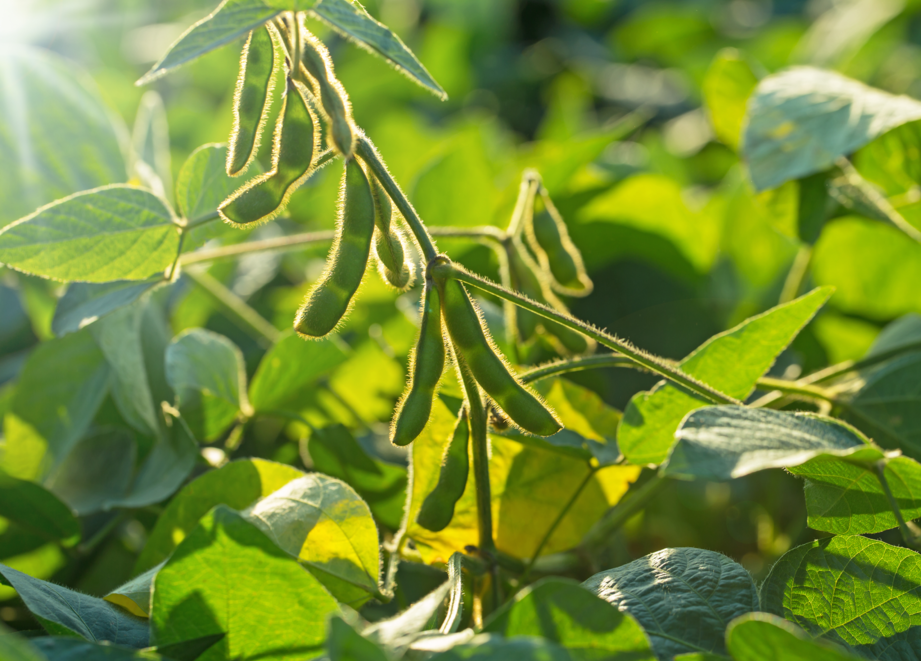 Soya bean plant
