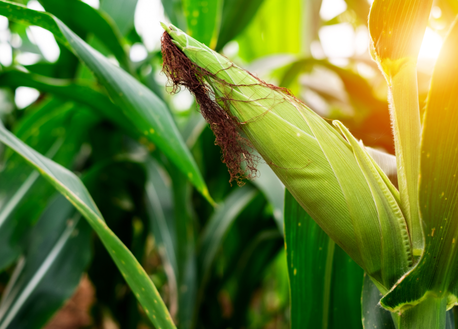 Maize ear close up