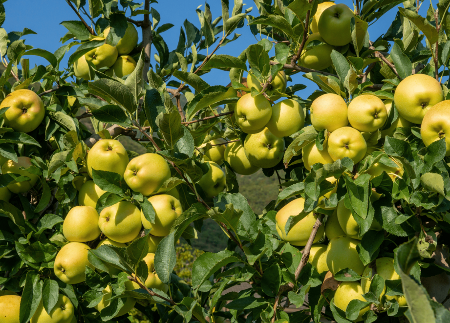 Branches of an apple tree heavily laden with ripe green apples, indicating a successful thinning process