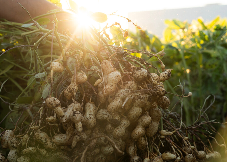 Bunch of groundnut plants