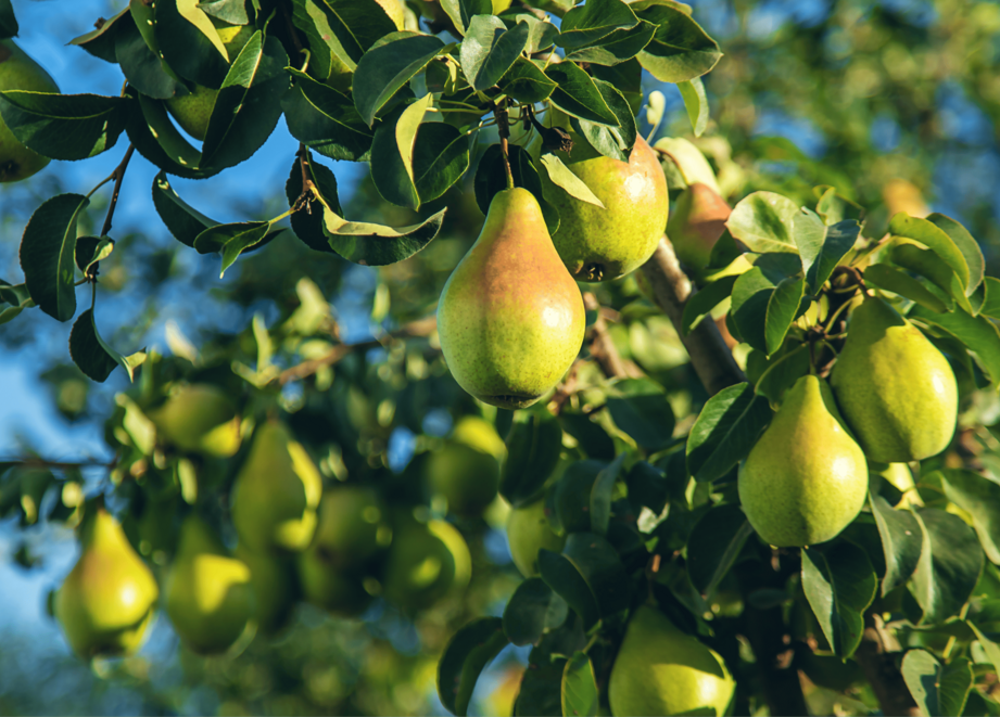 Pear Farming in South Africa - Red Pear Fruit Tree