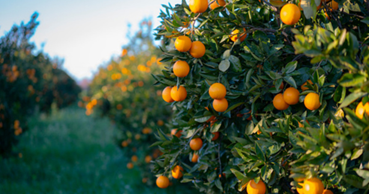 citrus-fruit-farming-insights-crop-protection-adama-sa