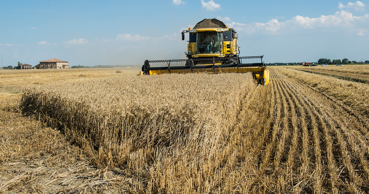 Wheat Farming ADAMA South Africa