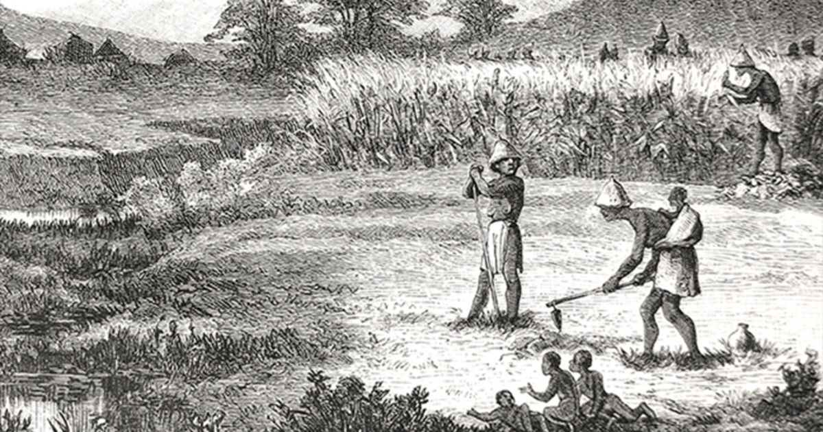 Wheat Farming The history in South Africa ADAMA SA