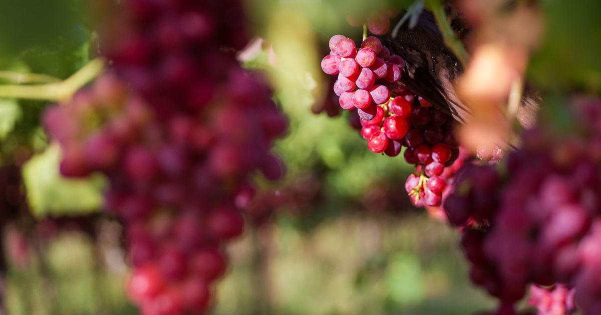 Table Grapes Farming ADAMA South Africa