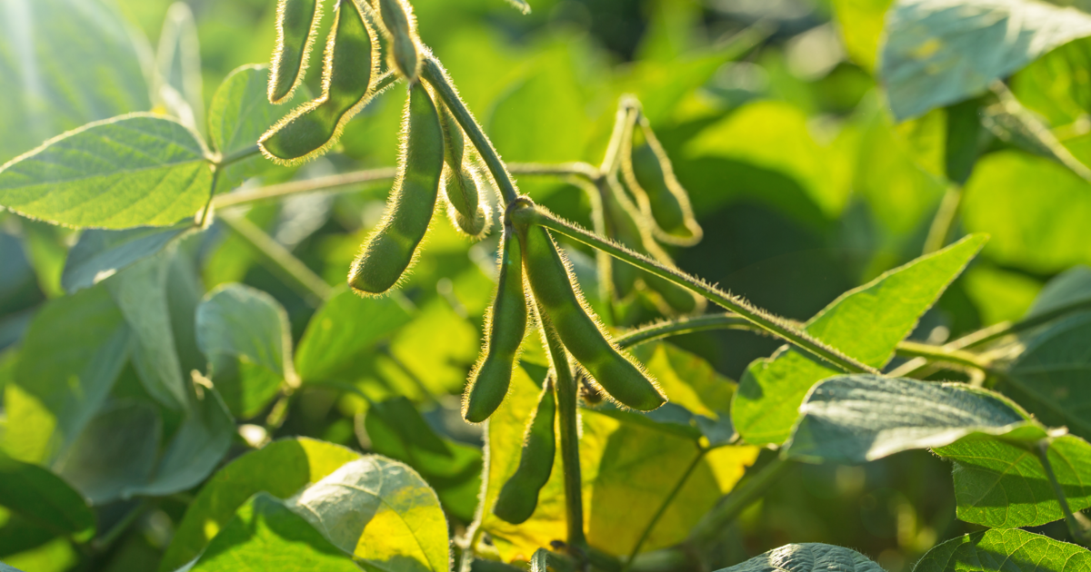 Soybeans Farming ADAMA South Africa