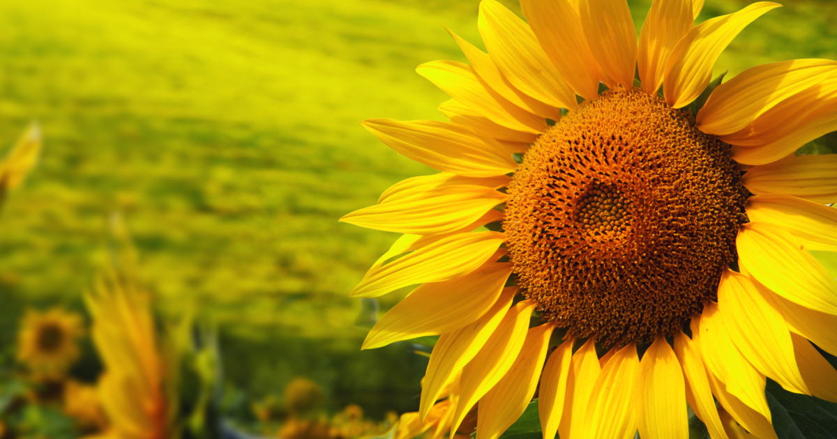 Sunflower Farming ADAMA South Africa
