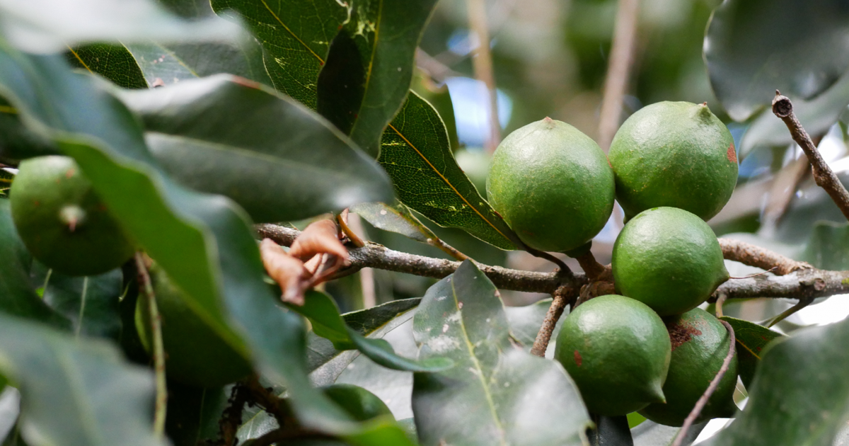 Macadamia Nuts Farming ADAMA South Africa