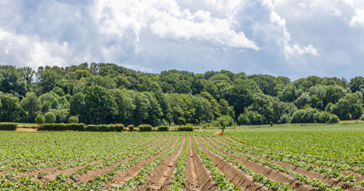 Farming potatoes in South Africa