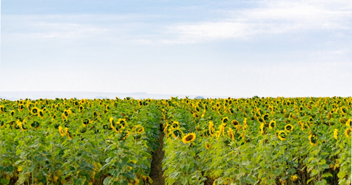Sunflower Farming in South Africa ADAMA South Africa