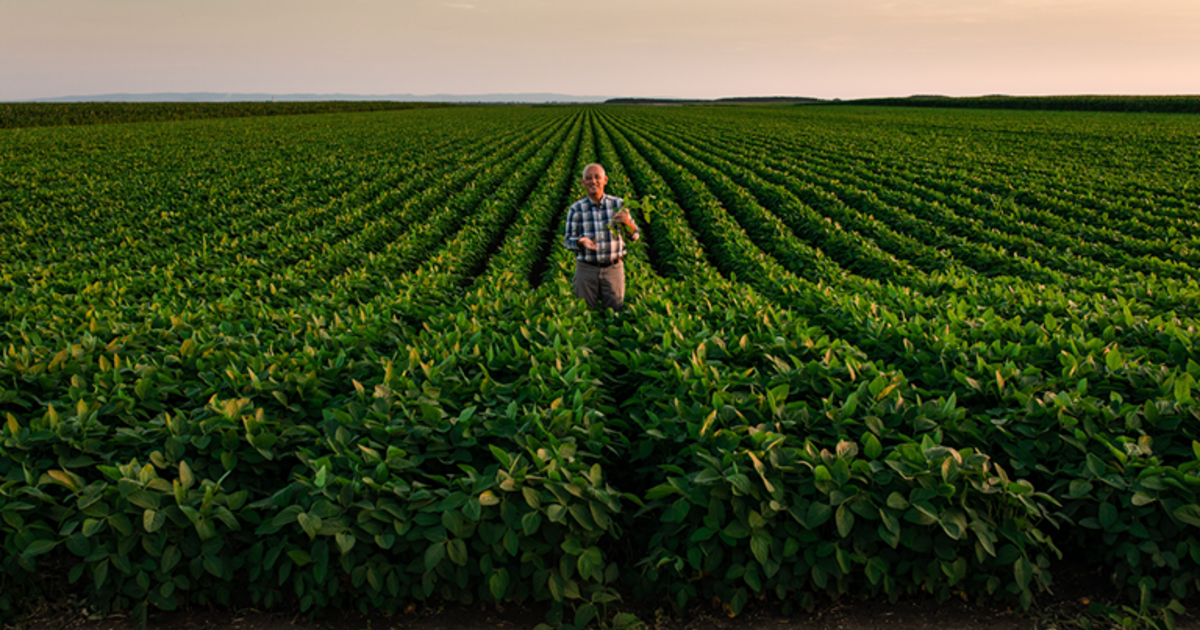 Soybean / Soya Bean Farming in South Africa ADAMA South Africa