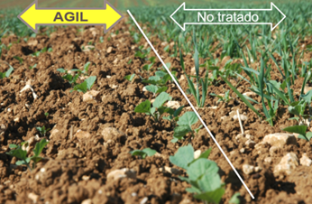 AGIL contra rebrotes