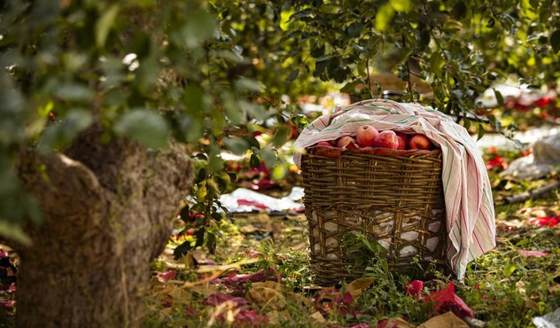 Cesta Manzanas