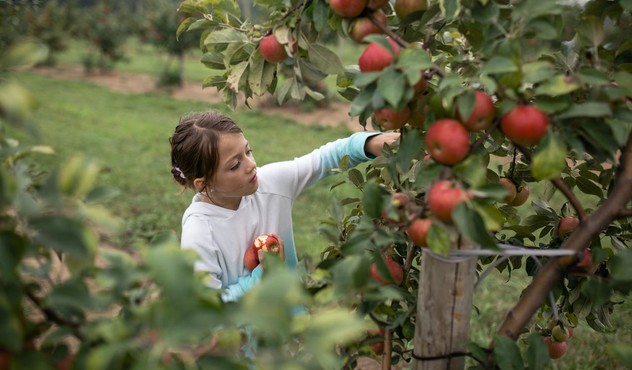 Recogiendo manzanas