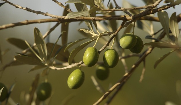 Aceitunas de un olivo