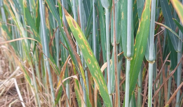 Septoria trigo