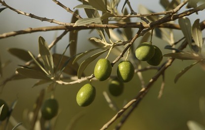 Aceitunas de un olivo