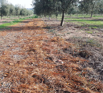 Agil para control de gramineas