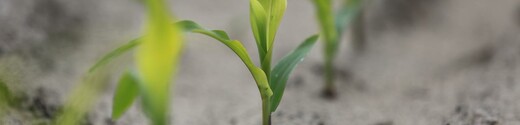 Corn sprouts