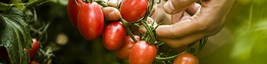 Tomates