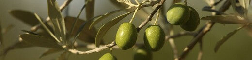 Aceitunas de un olivo