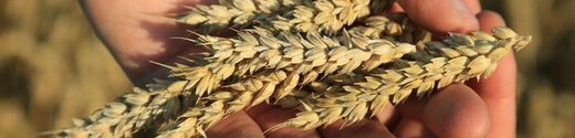 Cultivo de trigo