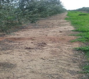 En La Moron de la Frontera, Sevilla - Aplicación en Primavera.jpg