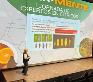 Dia K Sevilla